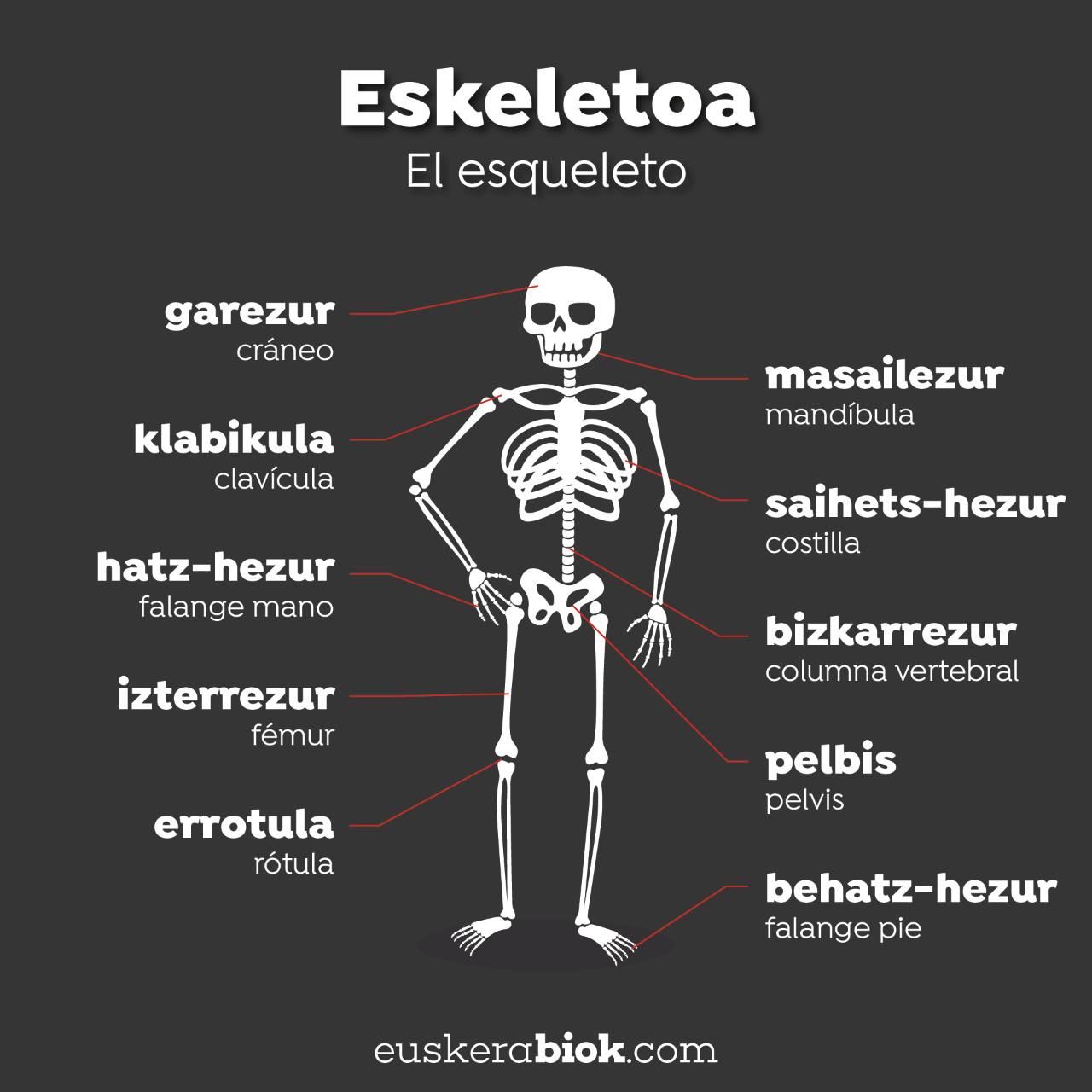 esqueleto ene euskera